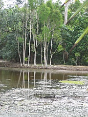 Cairns28 Centenary Lakes